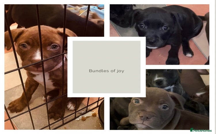 Staffordshire Bull Terrier dogs in Harrow - Advert 3