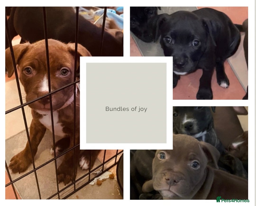 Staffordshire Bull Terrier dogs for sale: Staffordshire/American Staffordshire pups in Harrow - Image 1