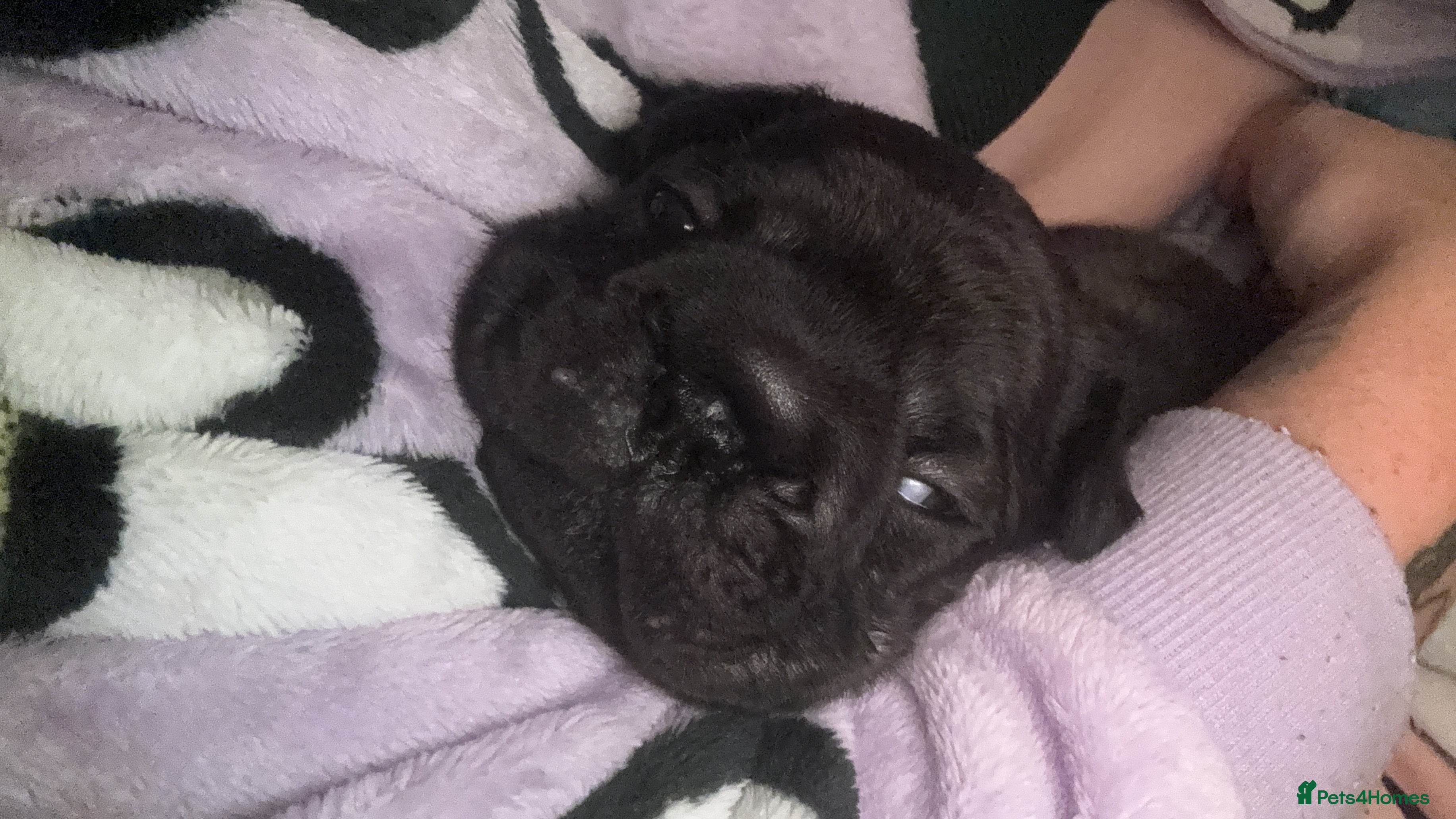 French Bulldog dogs Beautiful fluffy/wirehair frenchie pups  - Advert 4