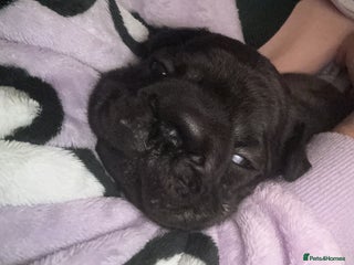 French Bulldog dogs Beautiful fluffy/wirehair frenchie pups - Advert 4