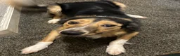 Border Collie dogs for stud: Friendly Male Border Collie – Ash - Advert 12