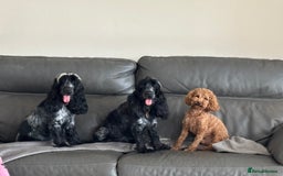 Toy Poodle dogs for sale: KC Toy Poodle Boy - Image 2