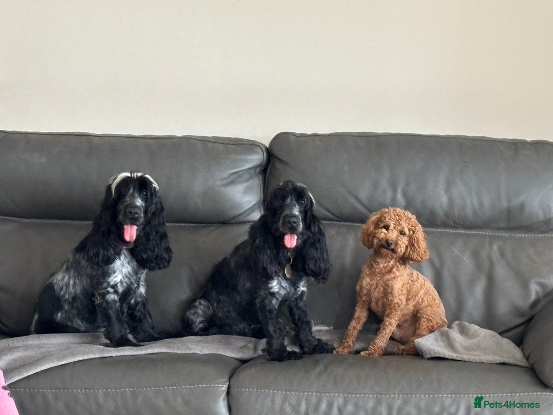 Toy Poodle dogs for sale: KC Toy Poodle Boy - Image 2