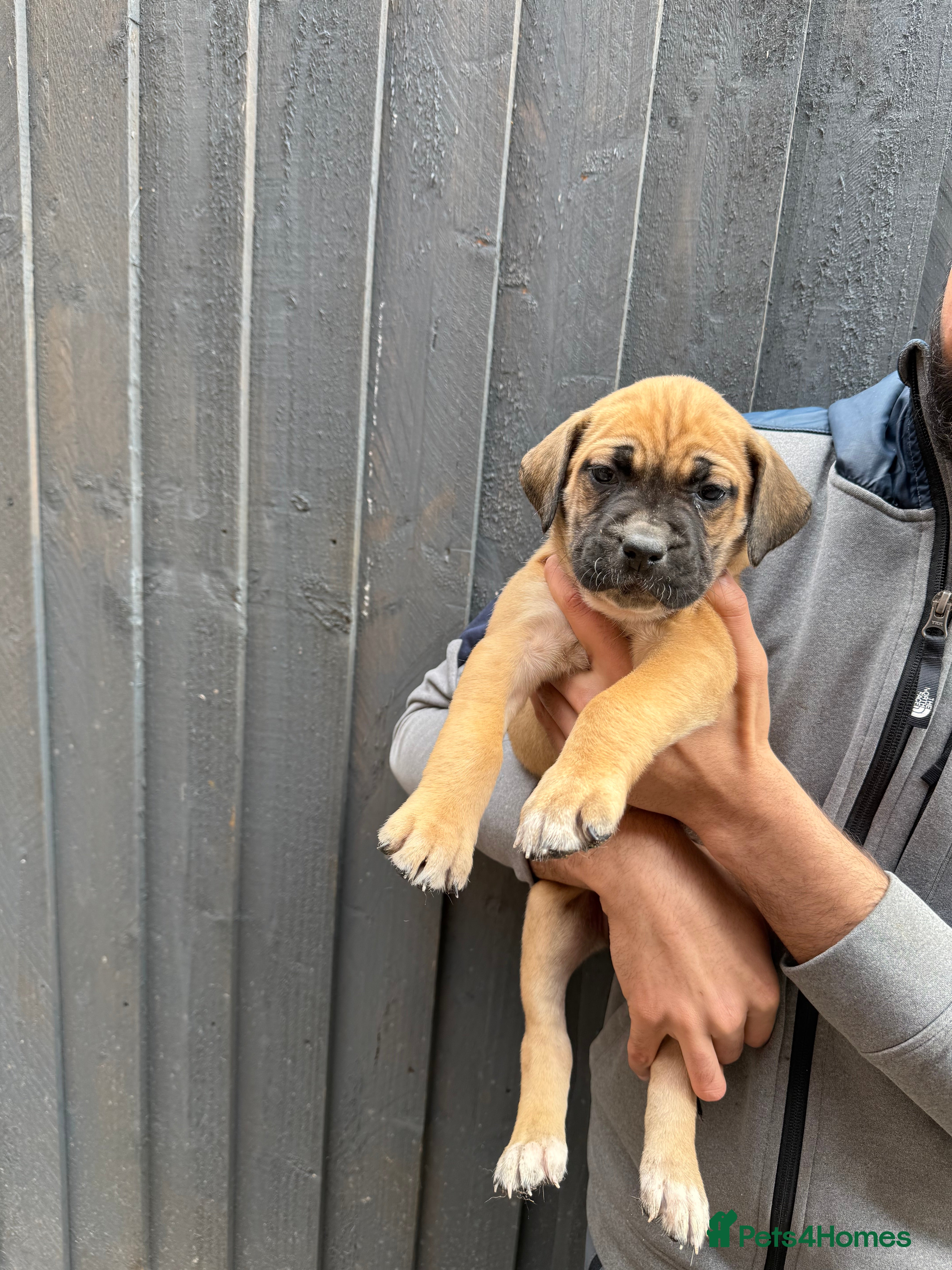 Presa Canario dogs  🏆 Champion Blood elite presa Canario pups!! - Advert 2