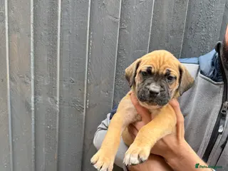 Presa Canario dogs 🏆 Champion Blood elite presa Canario pups!! - Advert 2