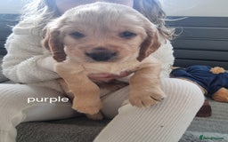 Cocker Spaniel dogs for sale: Working Cocker Spaniel Puppies for Sale - Image 28