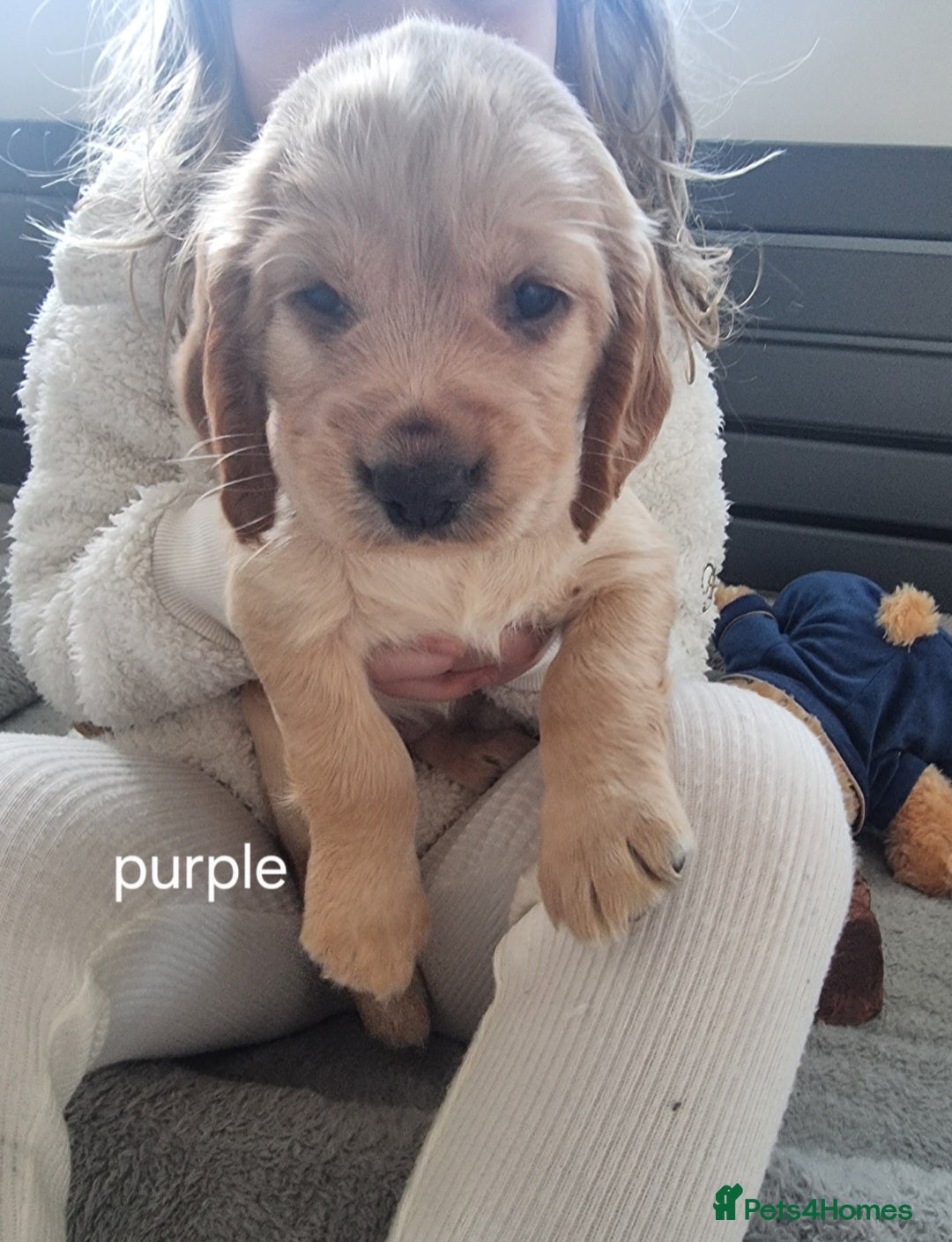 Cocker Spaniel dogs for sale: Working Cocker Spaniel Puppies for Sale - Image 28