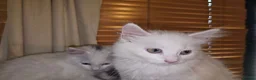 Turkish Angora cats for sale: 2 Turkish Angora Kitten - Advert 3