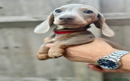 Dachshund dogs for sale: 🏡🐾 Isabella Dachshund Puppies - Ready Now 🐾🏡 - Advert 31