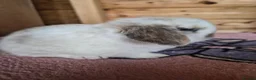 Mini Lop rabbits for sale: Baby Charlie Tri boy mini lop X Now Reserved X - Advert 3