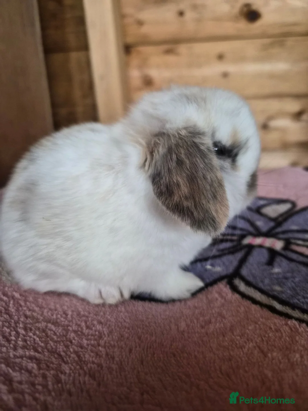 Mini Lop rabbits for sale: Baby Charlie Tri boy mini lop X Now Reserved X - Advert 3
