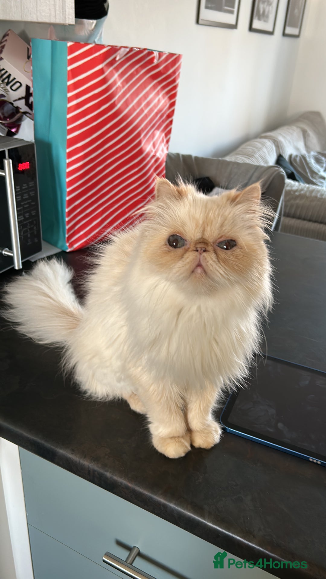 Persian cats for sale: Persian bonded pair - Advert 1