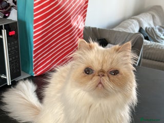 Persian cats Persian bonded pair - Advert 2