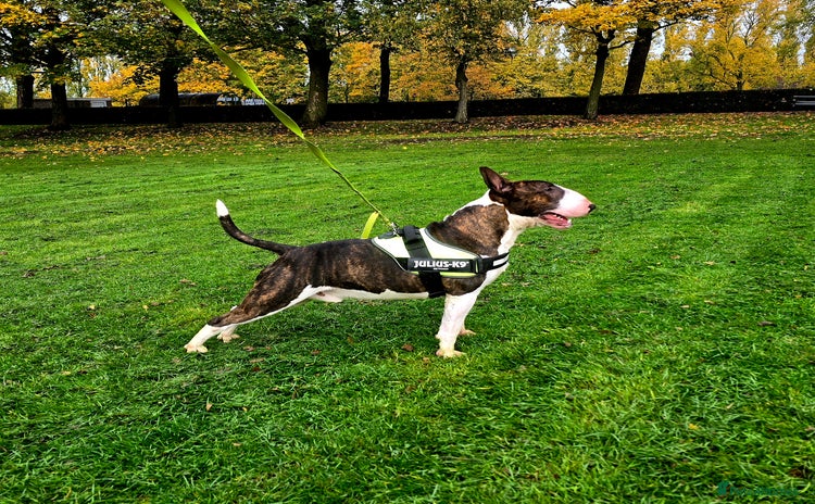 English Bull Terrier dogs - Advert 1