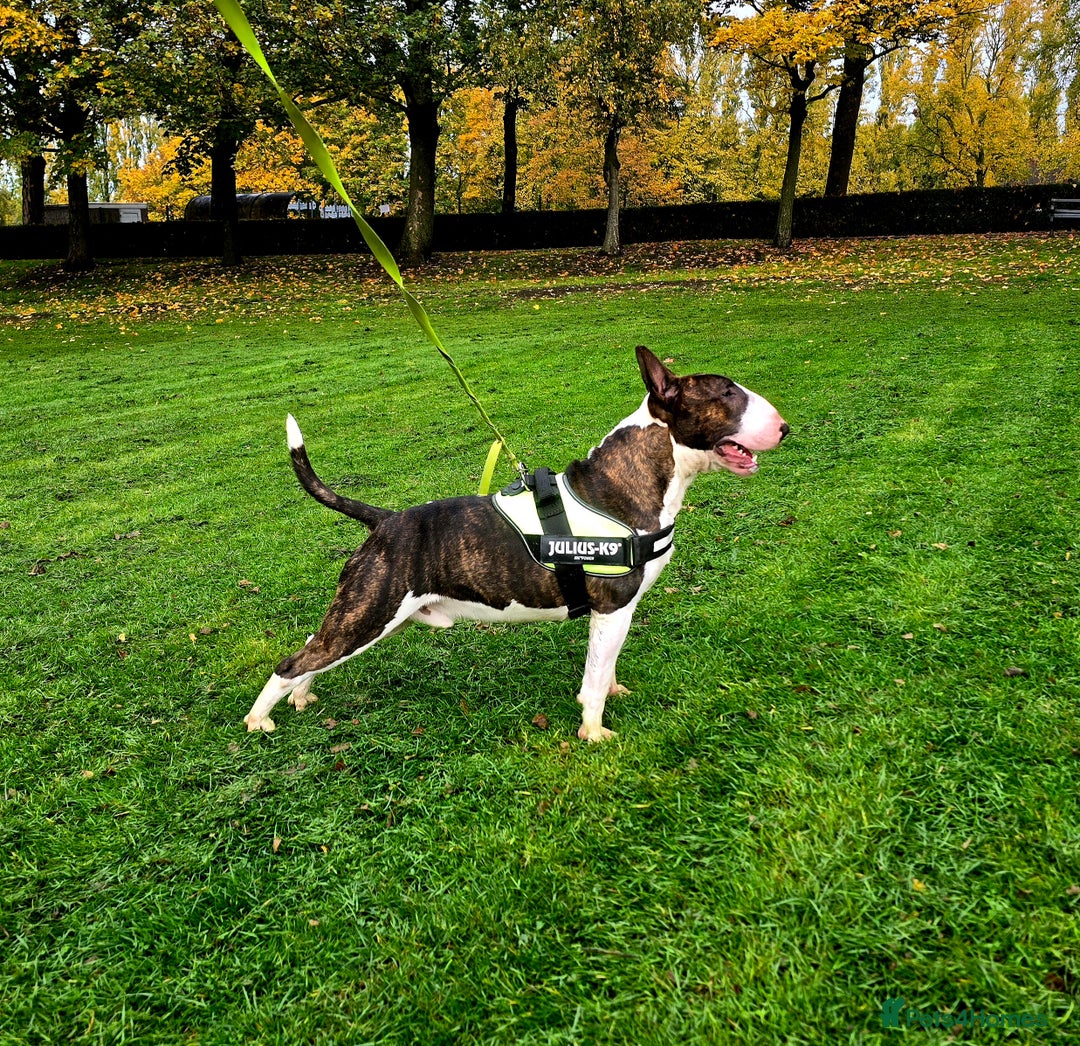 English Bull Terrier dogs for stud: TOP PEDIGREE IN UK, CRUFTS QUALIFIER, CHAMP FAMILY - Advert 1