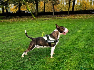 English Bull Terrier dogs - Advert 16