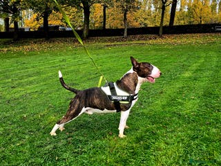 English Bull Terrier dogs TOP PEDIGREE IN UK, CRUFTS QUALIFIER, CHAMP FAMILY - Advert 1