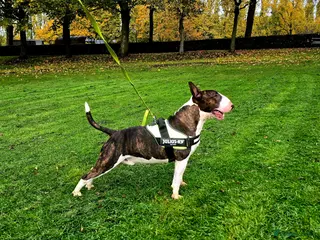 English Bull Terrier dogs TOP PEDIGREE IN UK, CRUFTS QUALIFIER, CHAMP FAMILY - Advert 3