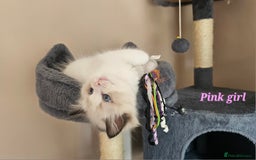 Ragdoll cats for sale: 2 Boys left Gccf £950 Ragdolls  - Image 18