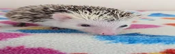 Pygmy Hedgehog rodents for sale: 10 Week Old Baby Hoglets REDUCED TO £220 - Advert 8