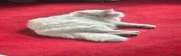 Turkish Angora cats for sale: Stunning white Angora female cat - Advert 4