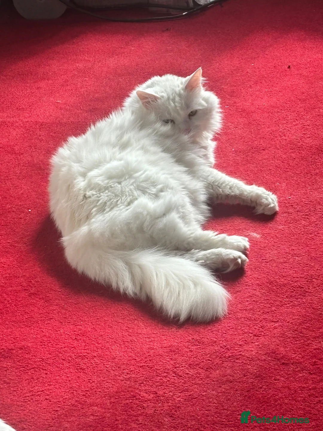 Turkish Angora cats for sale: Stunning white Angora female cat - Advert 4