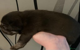 French Bulldog dogs for sale: French bulldogs need loving new homes - Advert 7