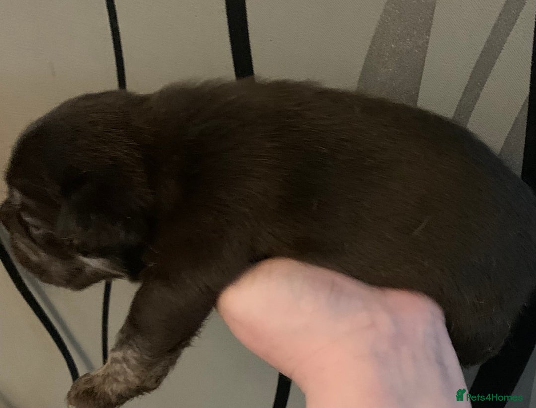 French Bulldog dogs for sale: French bulldogs need loving new homes - Advert 7