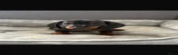 Dachshund dogs for sale: Miniature Dachshund puppies  - Advert 10