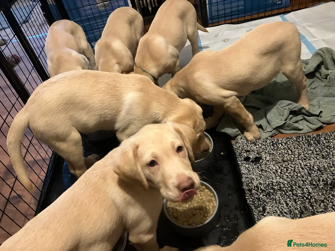Labrador Retriever dogs for sale: Gorgeous Labrador puppies for sale. - Advert 14