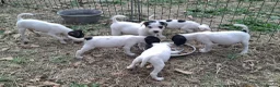 Jack Russell dogs for sale: Outstanding Jack Russel male puppies - Advert 9