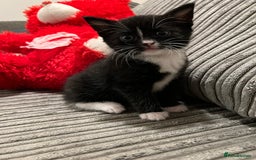 Domestic Shorthair cats for sale: Ekaterine  - Image 8