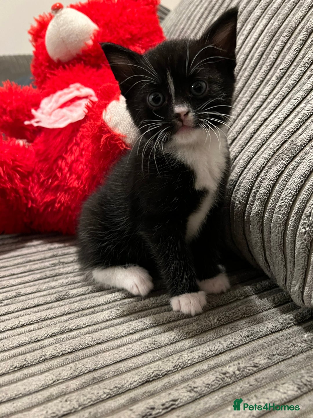 Domestic Shorthair cats for sale: Ekaterine  - Image 8