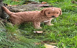 Cockapoo dogs for sale: F1b Toy Cockapoos 5⭐️ Licensed Breeder DNA Clear - Image 6