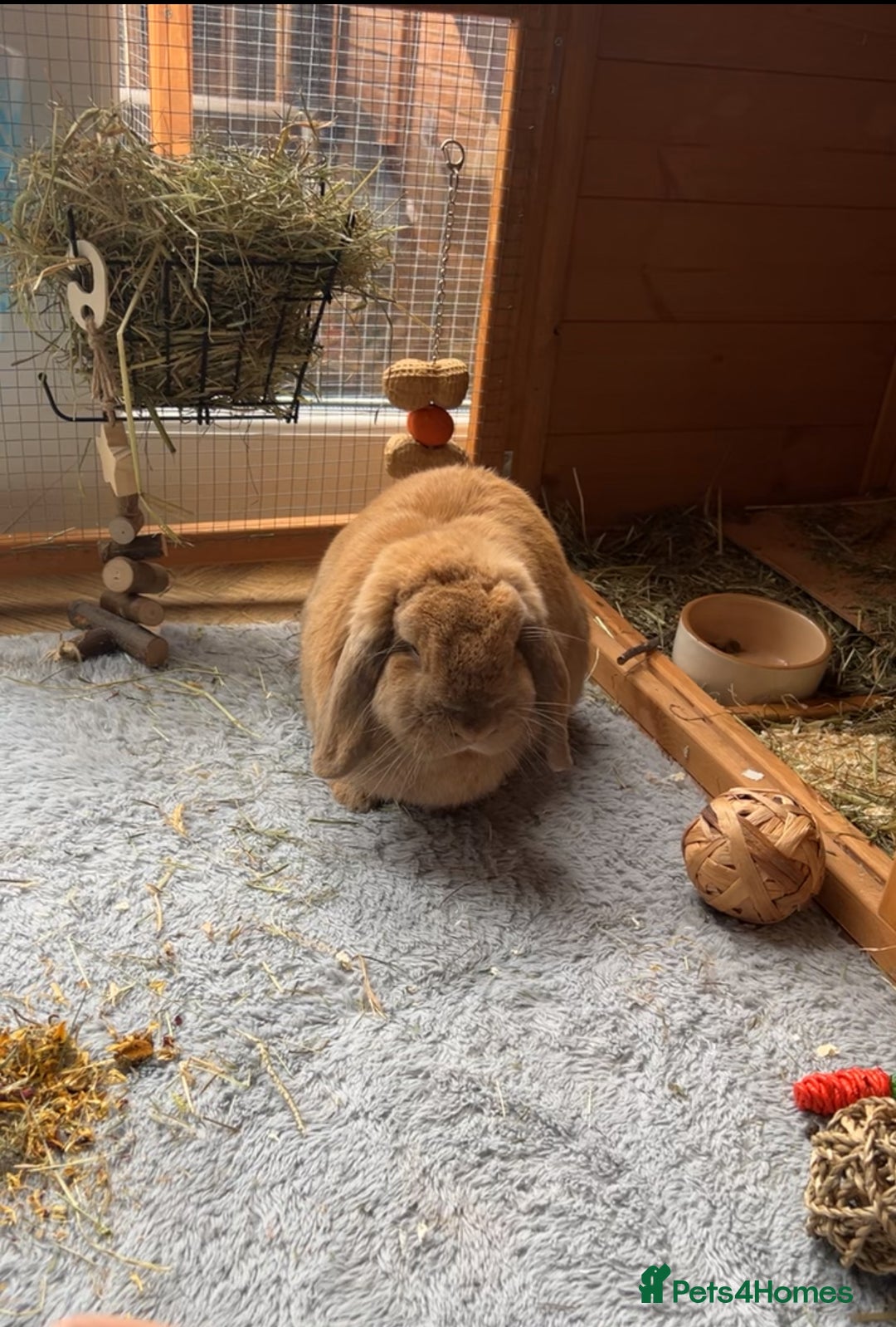 German Lop rabbits for sale: Male lop rabbit  - Advert 3