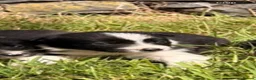 Border Collie dogs for sale: 6 Beautiful Border Collie puppies for Sale - Advert 4