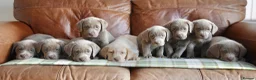 Labrador Retriever dogs for sale: Stunning Health Tested Silver Labrador Puppies - Advert 2