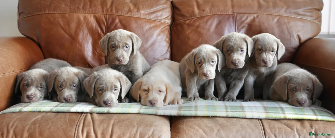 Labrador Retriever dogs for sale: Stunning Health Tested Silver Labrador Puppies - Advert 2