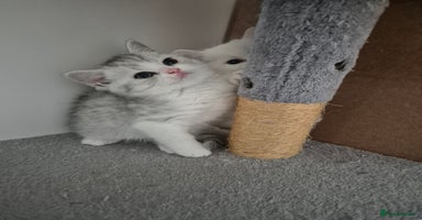 Scottish Fold cats - Advert 6