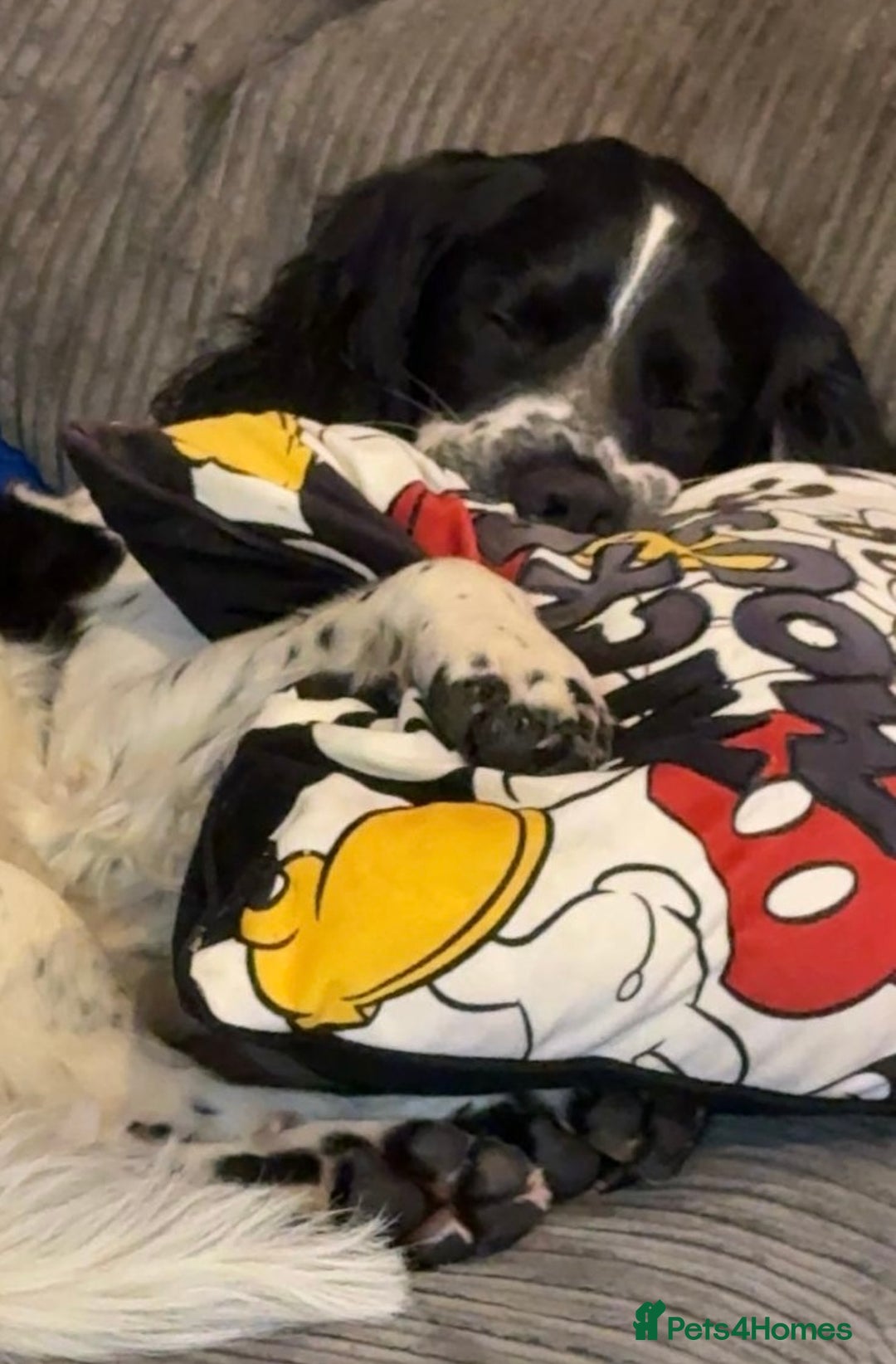 Sprocker dogs for sale: Sprocker puppies  - Advert 7