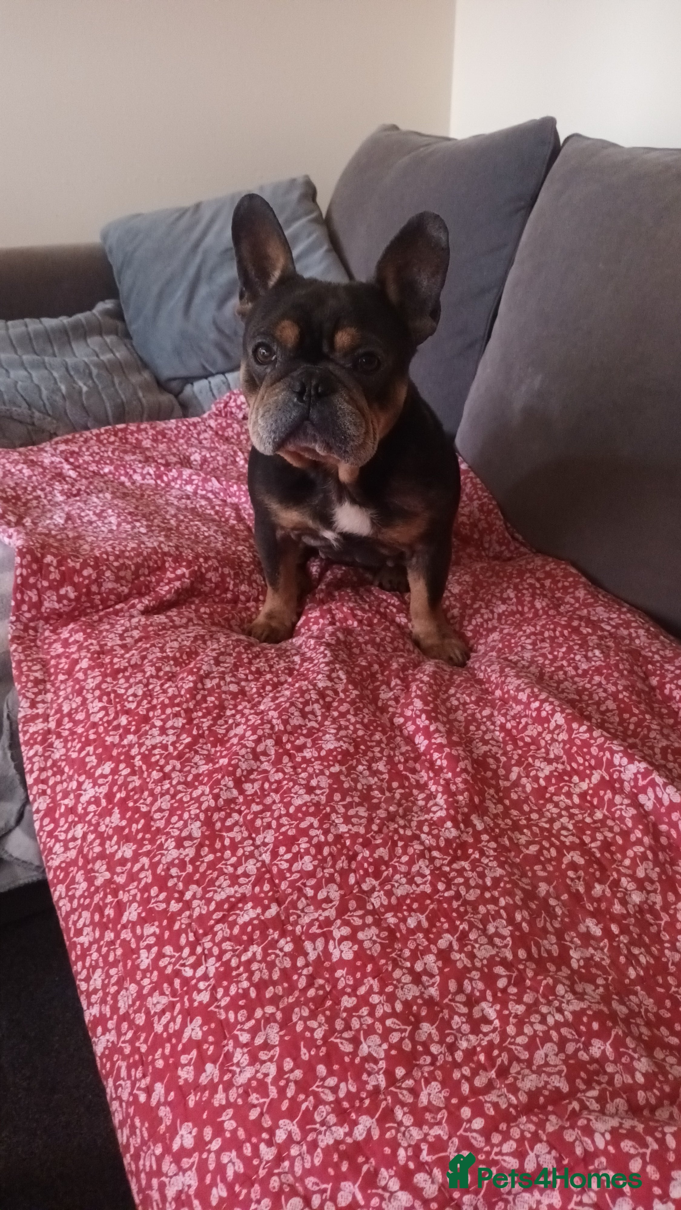 French Bulldog dogs 4yr old french bulldog - Advert 1