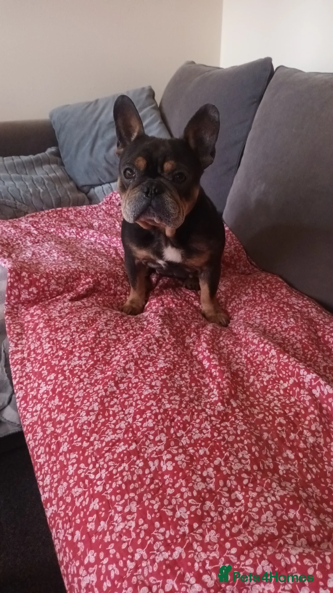 French Bulldog dogs for sale: 4yr old french bulldog - Advert 1