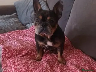 French Bulldog dogs 4yr old french bulldog - Advert 1