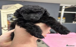 Miniature Poodle dogs for sale: Miniature poodle puppy’s  - Advert 6