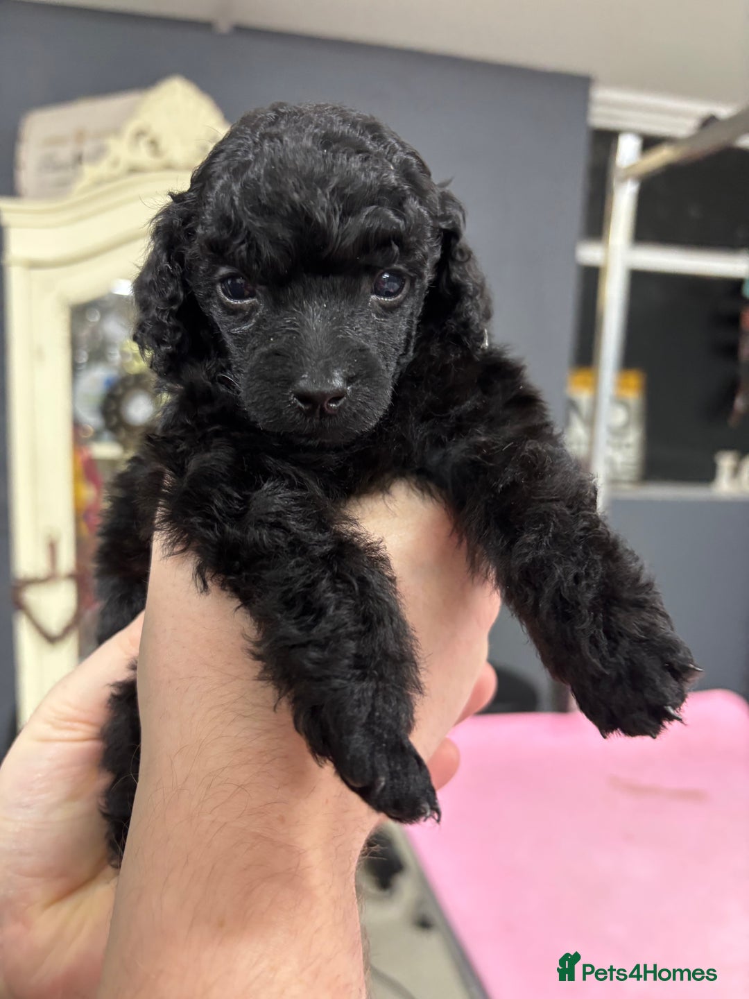 Miniature Poodle dogs for sale: Miniature poodle puppy’s  - Advert 6