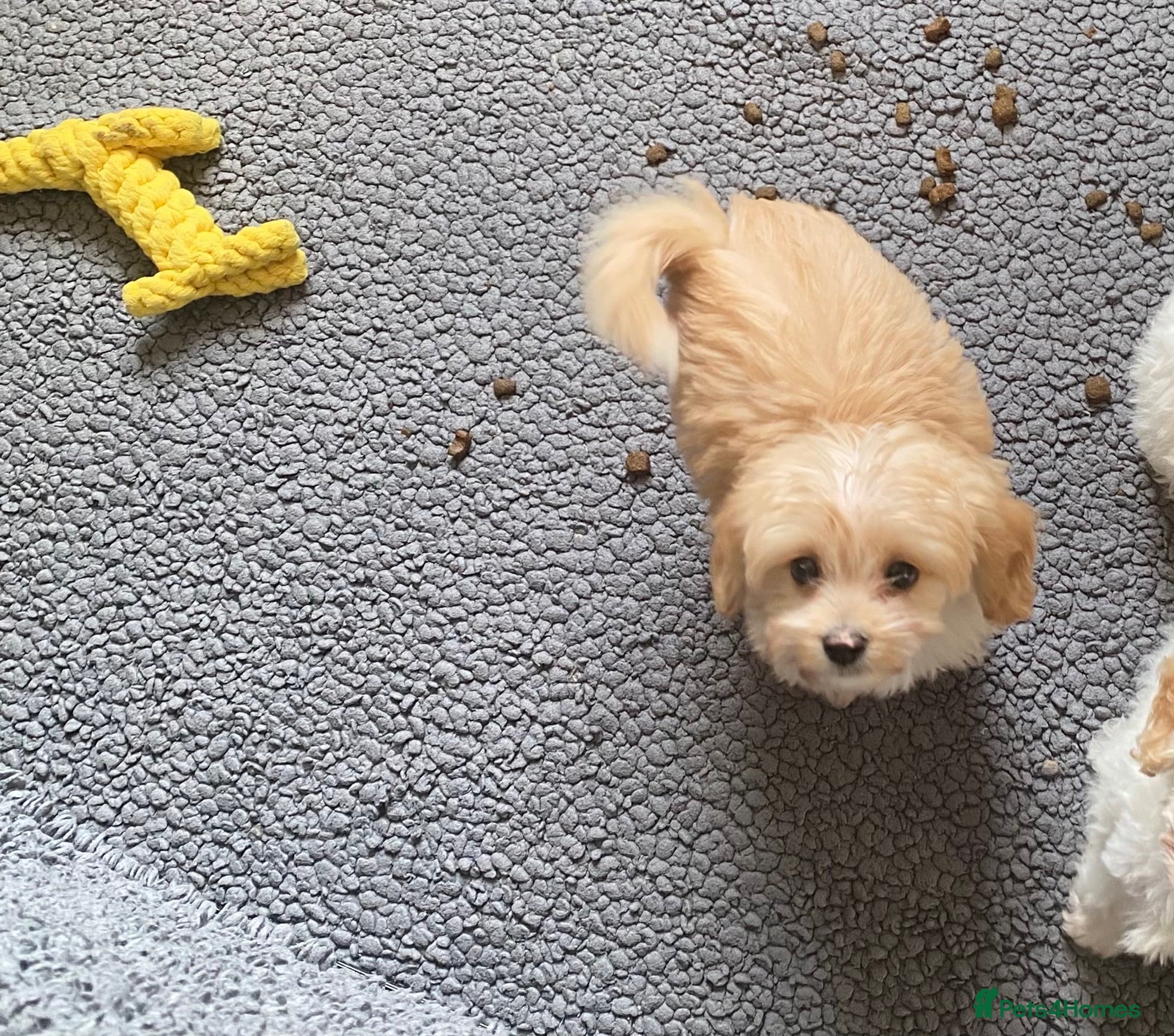 Cavapoochon dogs Cavapoochon girl with 5 weeks free insurance   - Advert 9