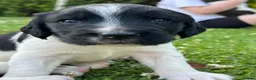 English Springer Spaniel dogs for sale: Beautiful Springer Spaniel Puppies For Sale  - Advert 8