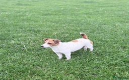 Jack Russell dogs for sale: 1 lovely jack russel girl💕READY TO LEAVE - Image 7
