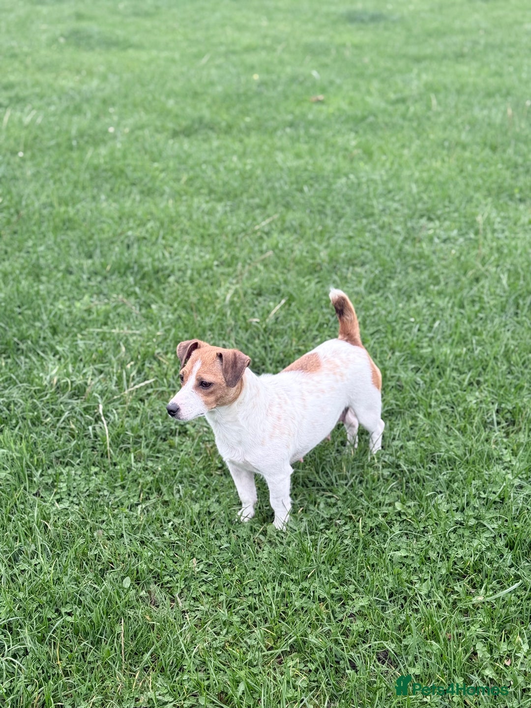 Jack Russell dogs for sale: 1 lovely jack russel girl💕READY TO LEAVE - Image 7