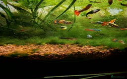 Live Bearers fish for sale: Guppy fry - Image 10